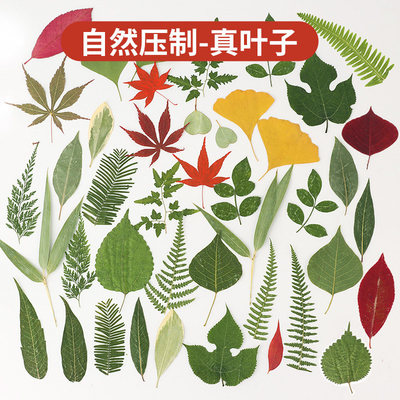 真树叶植物标本绿叶套装