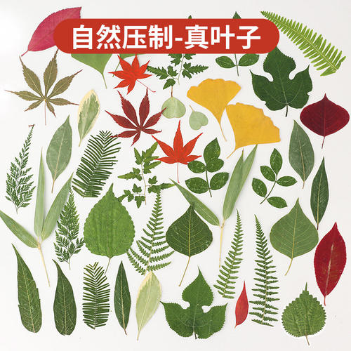 真树叶植物标本绿叶套装