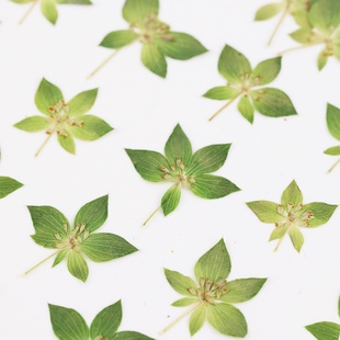 兔耳草干花植物标本真花压花DIY手工滴胶饰品押花画书签园艺押花