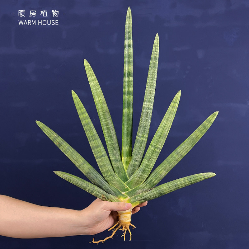 佛手虎皮兰多肉植物佛前香圆棒叶虎尾兰办公室客厅绿植盆栽庭院内