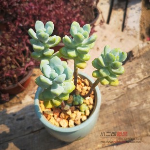 多肉植物天使之泪多肉易爆盆群生萌肉肉办公室创意花卉绿植盆栽