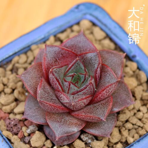 白和锦大和锦巨蟹座精品窗台