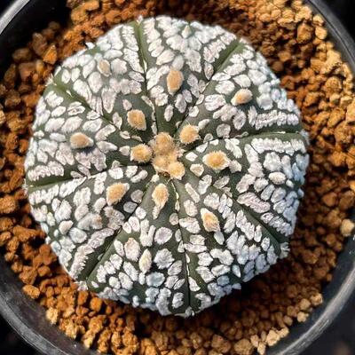 仙人球超兜室内盆栽易开花