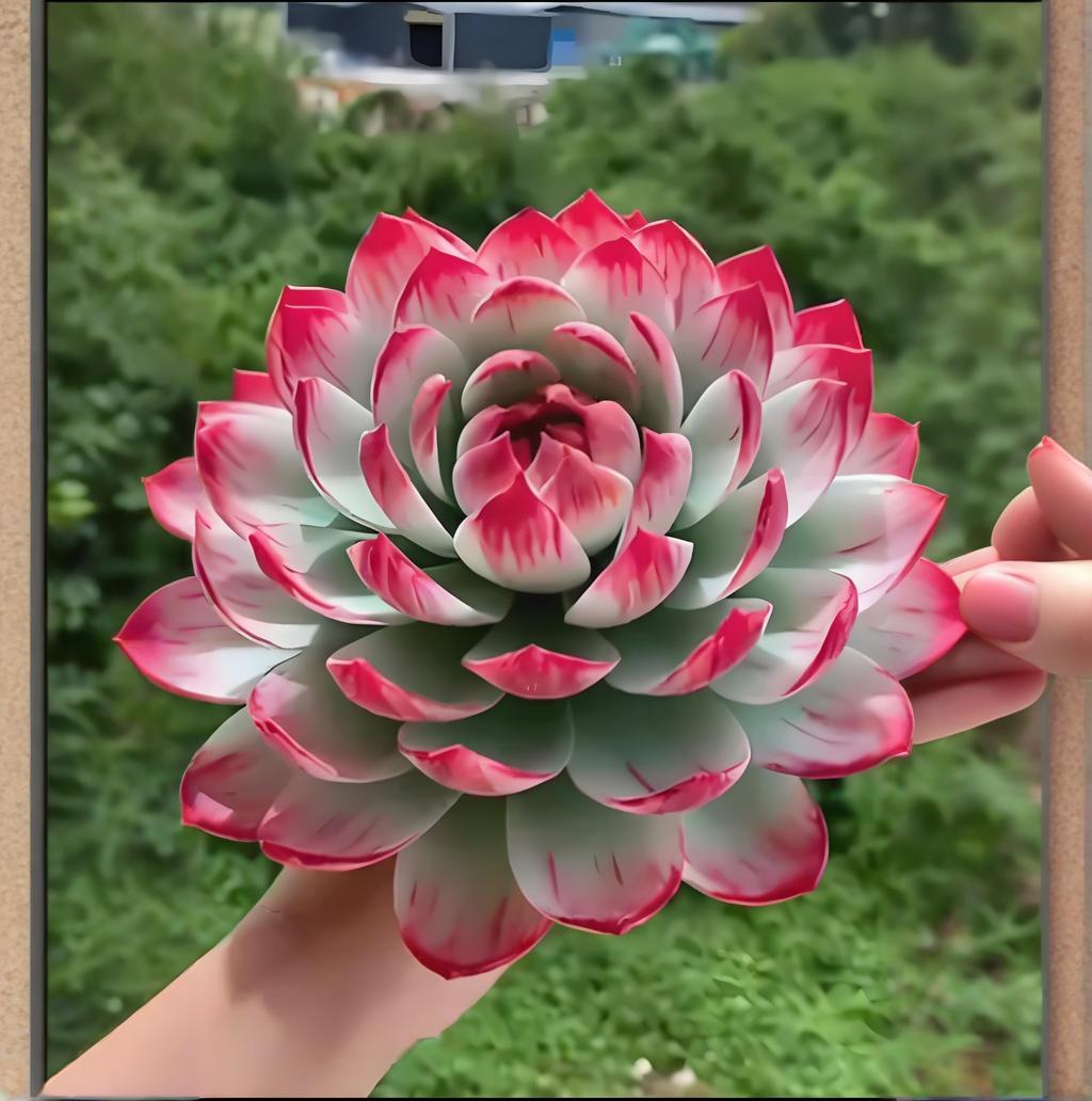 阳台多肉植物惊鸿多肉