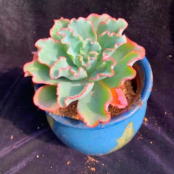 晚霞之舞室内办公桌面多肉皱叶高砂之翁绿植舞会红裙盆栽水瓶座