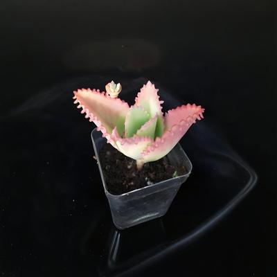 蕾丝公主不死鸟盆栽多肉植物