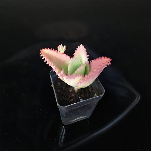 蕾丝公主不死鸟盆栽多肉植物