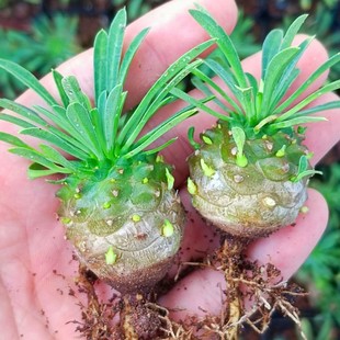 小菠萝旺来 好养桌面绿植盆栽 峨眉山多肉凤梨 创意迷你植物四季