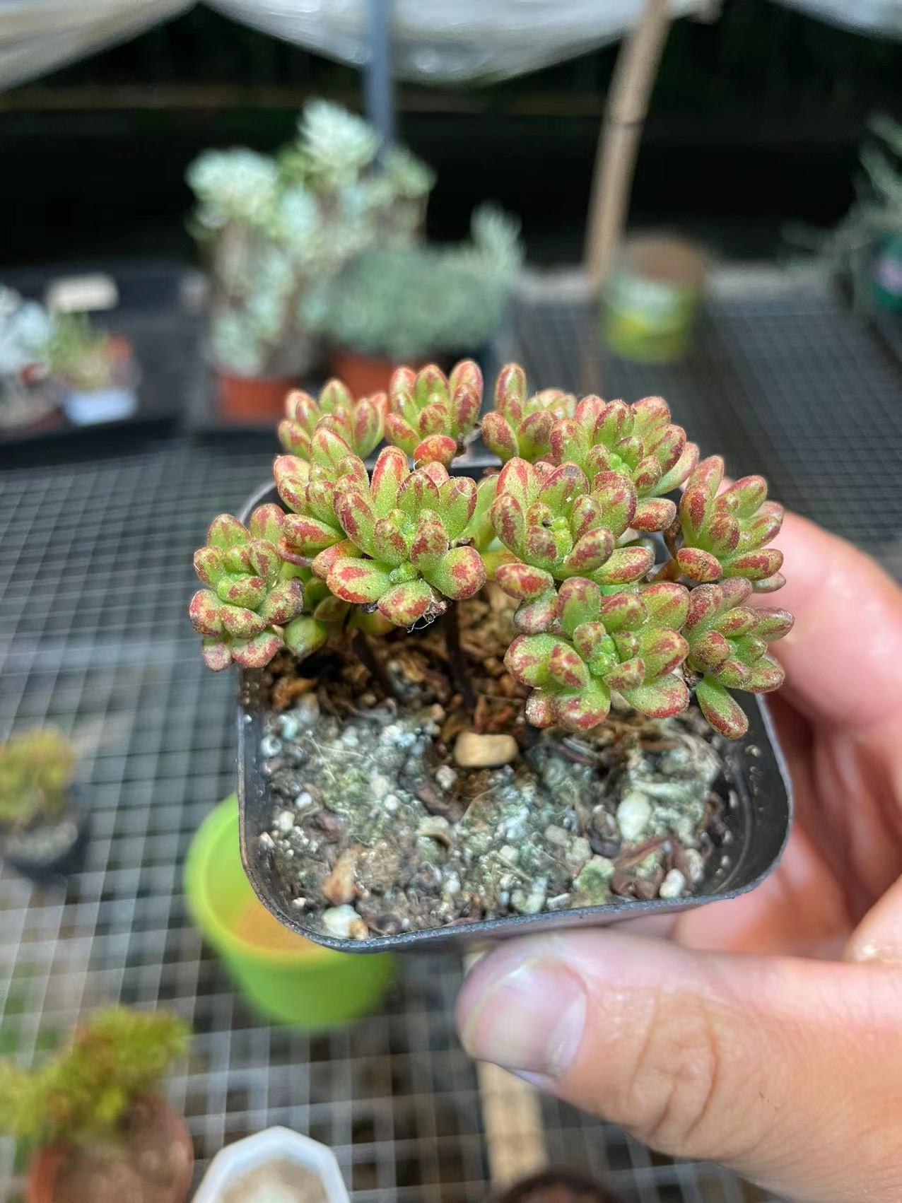 小人祭多肉植物盆栽办公室新手好养肉肉彩色阳台景天科净化空气