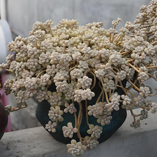 丸叶姬秋丽老桩稀有品种好养艾伦多肉植物盆栽办公室绿植花防辐