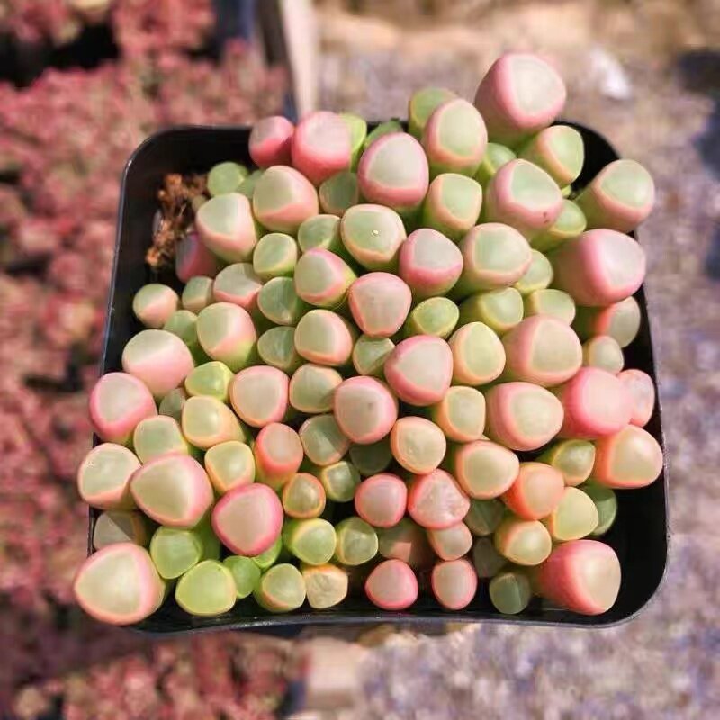 五十玲玉 多肉易爆盆花植物阳台盆栽光玉防辐射组合花卉室内阳台