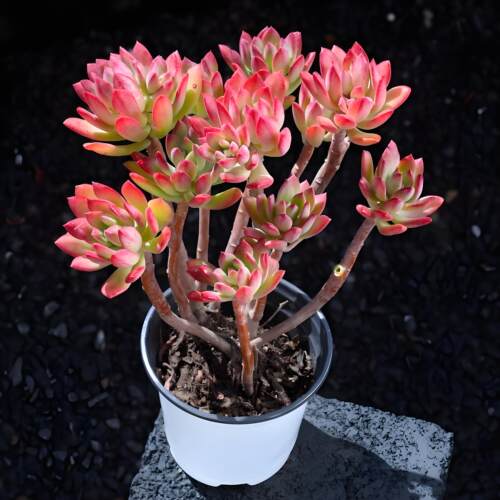 绿植红稚莲好养多肉植物稀有品种
