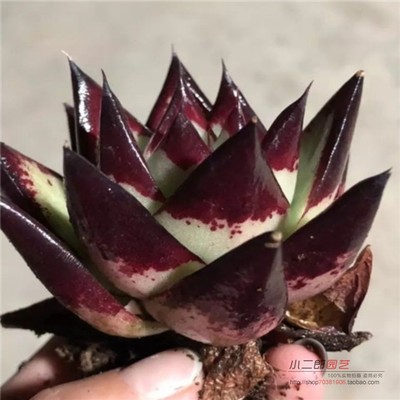 乌木黑檀汁精品多肉植物