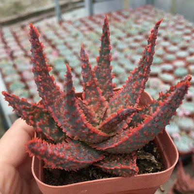芦荟集合肉肉植物盆栽 圣诞红芦荟 鬼切芦荟 黑魔殿 不夜城芦荟