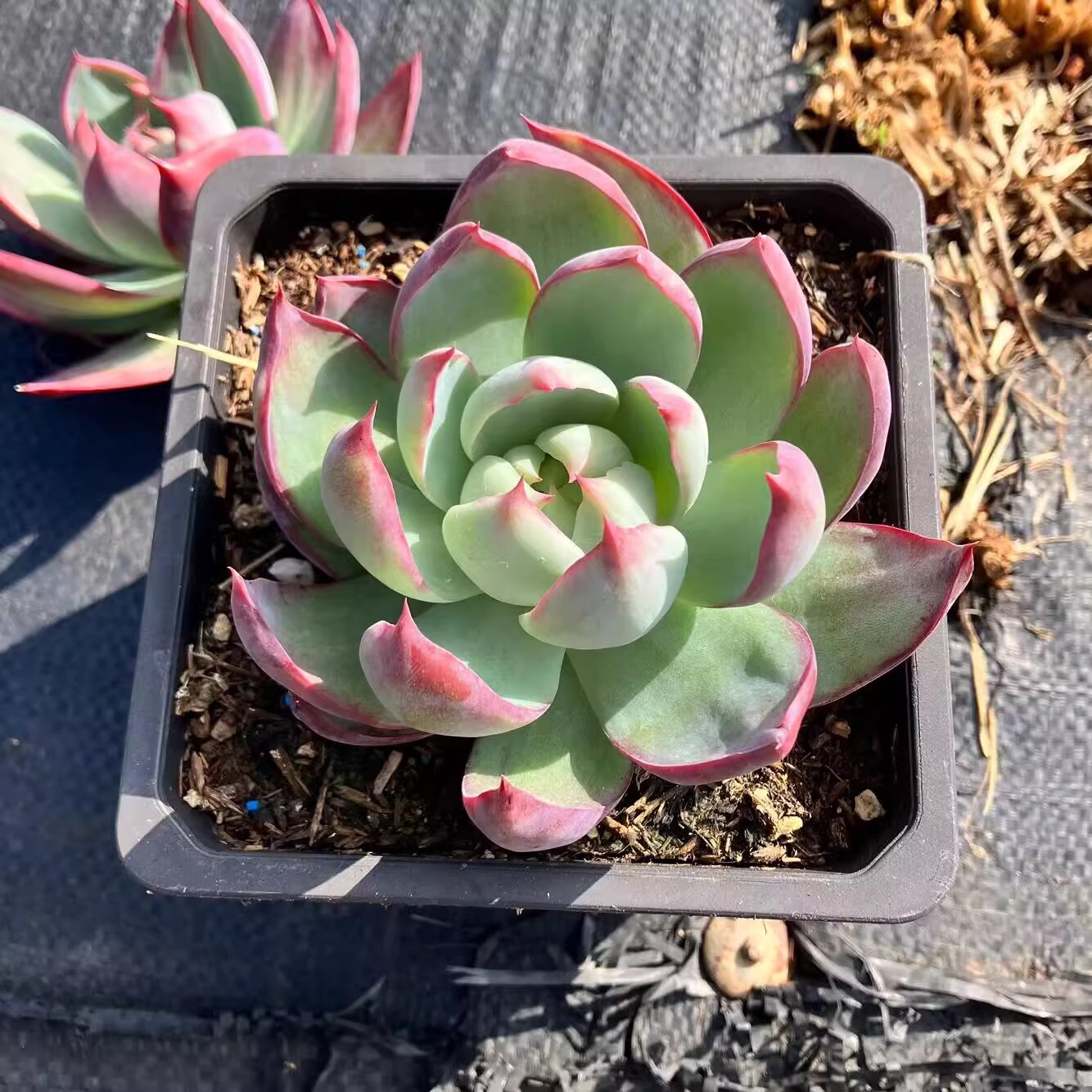 多肉植物惊鸿仙子卡西欧办公室阳台组合盆栽趣味新手易养肉肉植物