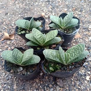 子宝多肉植物室内桌面防辐射招财进宝肉肉创意元宝花盆栽花卉