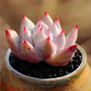 北极熊多肉植物盆栽 老桩布兰迪墨西哥巨人 野卡精品萌肉新手易养