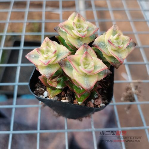 十字星锦多肉植物价格 十字星锦多肉植物图片 星期三
