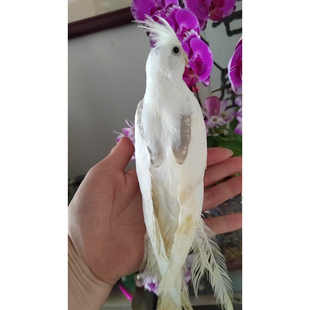 白脸高趴玄凤鹦鹉健康宠物鹦鹉活鸟观赏鸟易养活会说话鸟新手入门