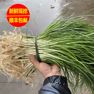 顺丰包邮现挖现发野葱野生小蒜野小根蒜山蒜野蒜苦蒜胡葱新鲜野菜