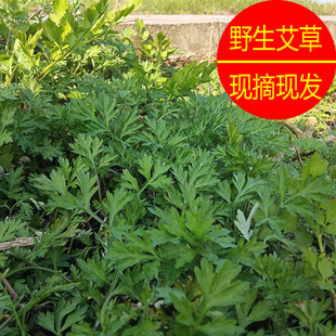 顺丰包邮新鲜艾叶蒿草蒿子糍粑野生艾草叶食用清明草青团粑粑材料