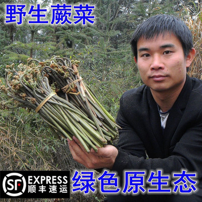 顺丰包邮湖南株洲野生新鲜蕨菜蔬菜山野菜厥菜阙菜现摘现发3/5斤