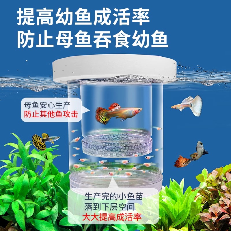孔雀鱼生产隔离盒孔雀鱼繁殖盒鱼苗隔离盒漂浮孵化器悬浮式孵化盒