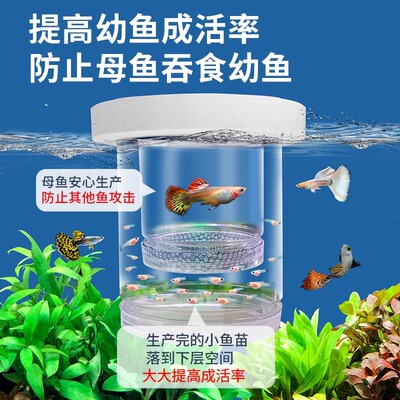 孔雀鱼生产隔离盒孔雀鱼繁殖盒鱼苗隔离盒漂浮孵化器悬浮式孵化盒