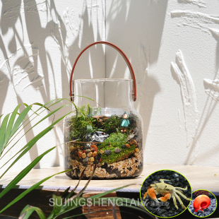 生态瓶观赏鱼缸辣椒蟹苔藓植物微景观桌面鱼虾蟹水陆缸微型景观