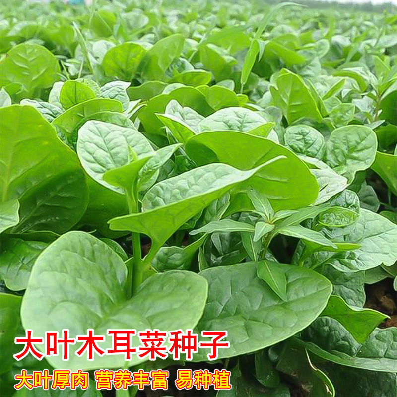 蔬菜落葵爬藤庭院种孑大叶木耳菜