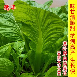 芥菜种子客家本地宽叶厚肉大叶芥菜籽四季秋农家菜园盆栽蔬菜种孑