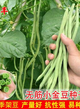 无筋四季豆春秋无渣农家