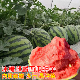 冰糖麒麟西瓜种子麒麟西瓜早佳8424西瓜种农家大田春季甜西瓜种孑