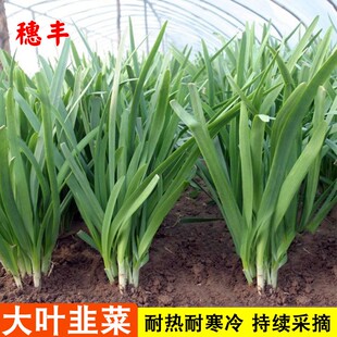 大叶韭菜种子宽叶韭菜阳台盆栽蔬菜孑白根韭菜四季种烧烤韭菜种籽