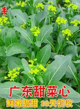 广东甜菜心种子四季油菜心青菜籽耐热大田农家阳台盆栽蔬菜种孑子