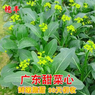 广东甜菜心种子四季 油菜心青菜籽耐热大田农家阳台盆栽蔬菜种孑子