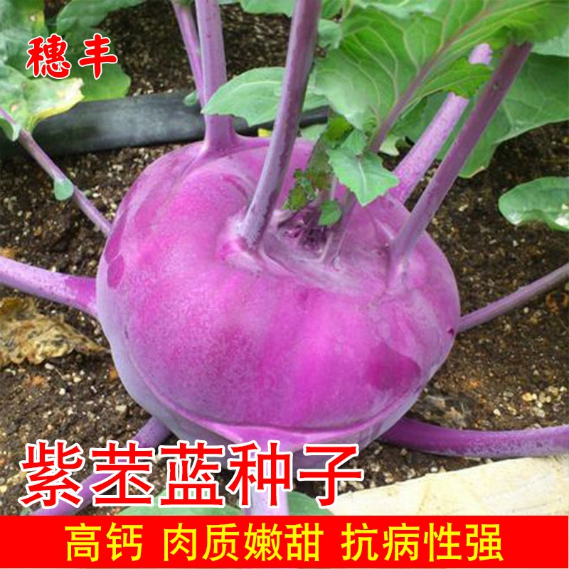 紫苤蓝种子青苤蓝种籽高产菜籽蔬菜孑籽种芥兰头芥蓝球茎水果甘蓝 - 实物图