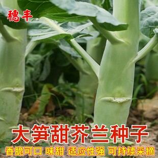 大笋甜芥蓝种子芥兰菜种籽广东粗条鸡腿芥蓝种籽四季农家蔬菜种籽