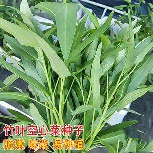 竹叶空心菜种子春秋四季播农家中叶空心菜孑蔬菜籽盆栽田园蔬菜籽