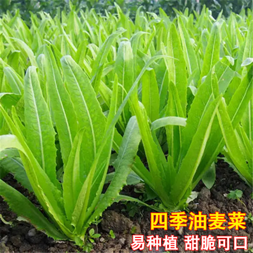 蔬菜耐寒秋季阳台盆栽油麦菜种子