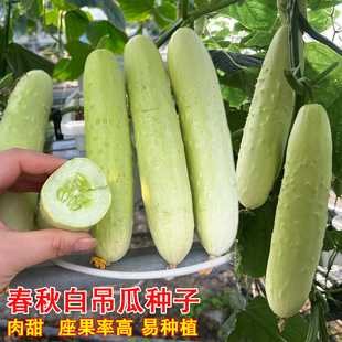 水果白瓜种子春秋白吊瓜秧苗多汁爽口可鲜食高产阳台种植蔬菜种孑