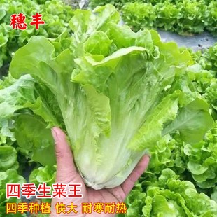 四季生菜种孑抗热耐寒菜籽四季蔬菜种子农家菜园易种高产蔬菜种籽