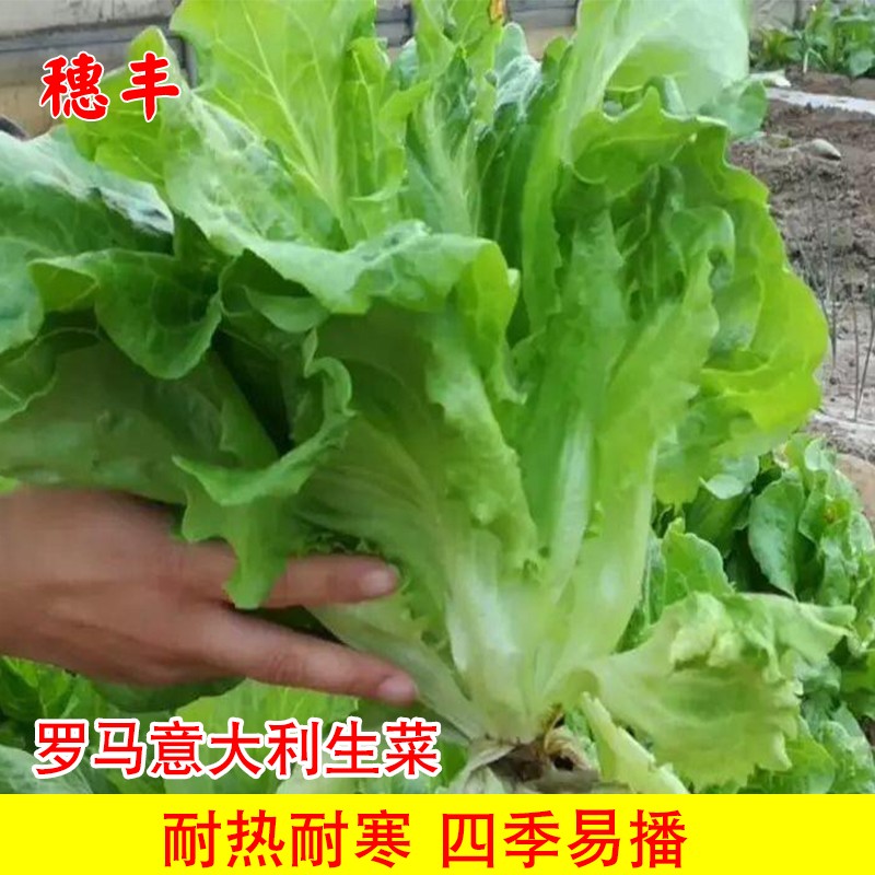 意大利耐抽苔生菜种子耐热耐寒全年奶油生菜种籽四季阳台蔬菜种孑