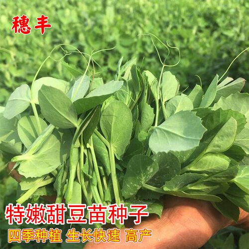 无须豌豆苗种籽豌豆种籽尖芽苗菜种子四季农家龙须豌豆苗蔬菜种孑 - 封面