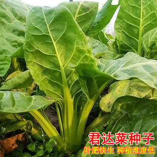 青牛皮菜种子大宽叶厚皮青梗四季高产老品种春不老君达菜蔬菜种籽