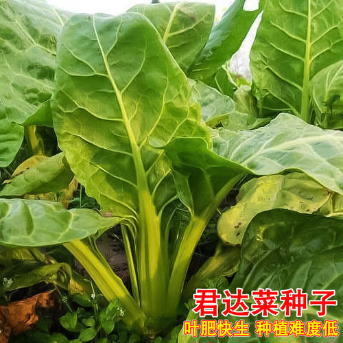 青牛皮菜种子大宽叶厚皮青梗四季高产老品种春不老君达菜蔬菜种籽