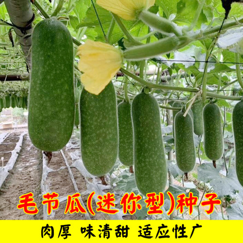 阳台毛节瓜盈科高产春秋