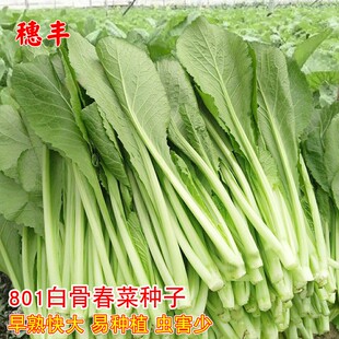 白骨春菜种子潮州春菜小芥菜种子四季甜春菜农家阳台盆栽蔬菜种子