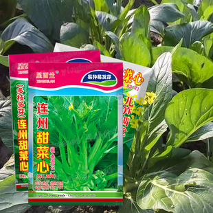 连州菜心种子粗条迟花菜苔种籽白菜苔秋冬季阳台盆栽农家蔬菜种孑