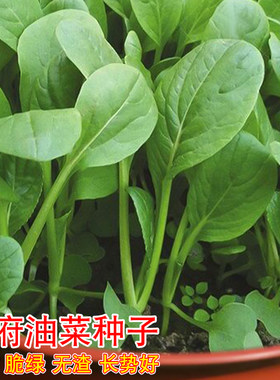 广府油菜种子广东青梗油菜心种子四季阳台盆栽农家菜园蔬菜种籽孑